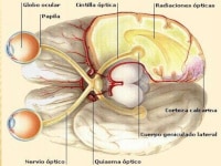 Aniseiconia